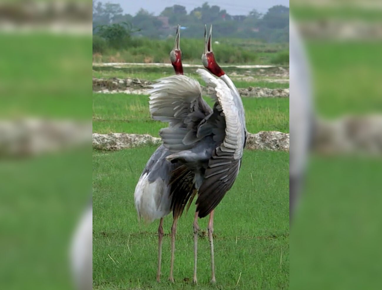Officials-Take-Away-UP-Mans-Sarus-Crane-IndiaWest-India-West