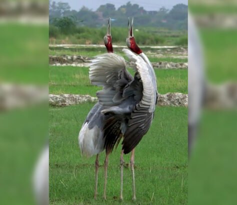 Officials-Take-Away-UP-Mans-Sarus-Crane-IndiaWest-India-West