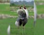 Officials-Take-Away-UP-Mans-Sarus-Crane-IndiaWest-India-West