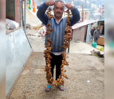 Himachal-Forests-Have-A-Bounty-Of-The-Prized-Morel-Mushroom India West