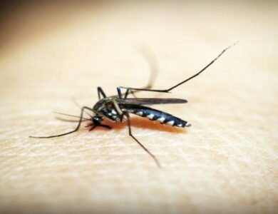CDC-Issues-Malaria-Alert-After-Cases-In-TX-FL India West