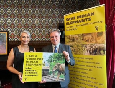 Indian-Canadian-Biologist-Sangita-Iyer-Fights-For-Elephants India West