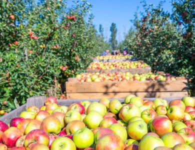 Tariffs-On-Apples-US-Farmers-Happy-Himachal-Pradesh-Not-So-Much. India West