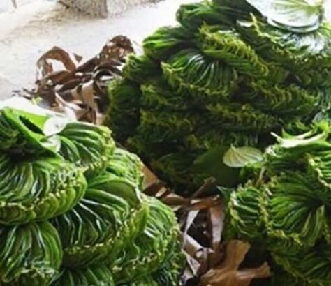 Authoor-Betel-Leaves-Get-GI-Tag. India West