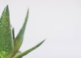 Benefits-Of-Aloe-Vera-For-Your-Skin. India West