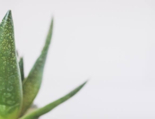 Benefits-Of-Aloe-Vera-For-Your-Skin. India West