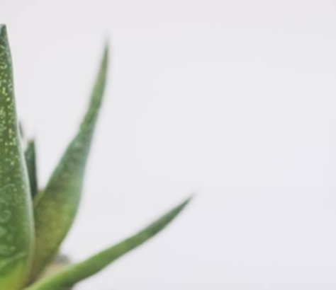 Benefits-Of-Aloe-Vera-For-Your-Skin. India West