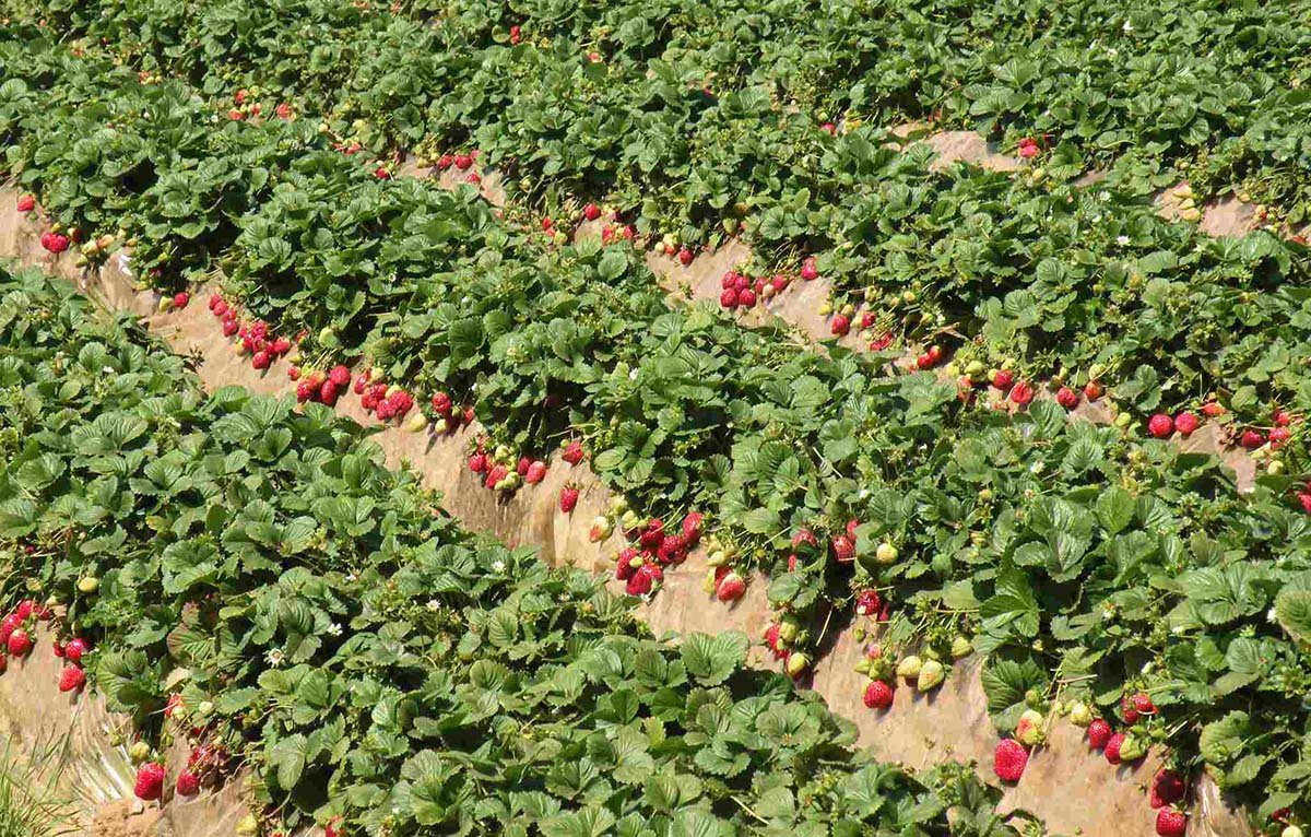 Strawberry-Production-Can-Lead-To-Plastic-Pollution-Cal-Poly-Study. India West