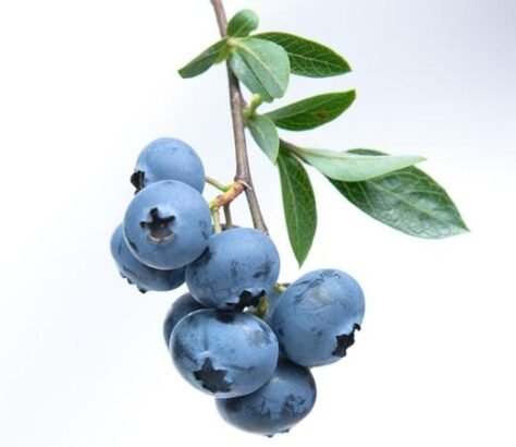 Blueberries: Powerhouse For Brain Health