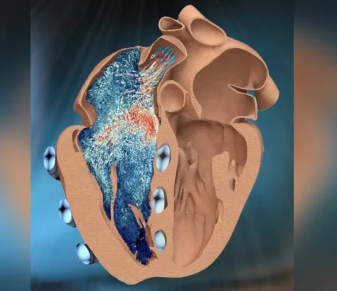 MIT-Engineer-Designs-Replica-Of-Hearts-Right-Chamber.webp