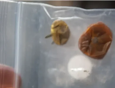 NASA-Shares-‘Saucy-Story-Of-Two-Rogue-Tomatoes-Lost-In-Space.