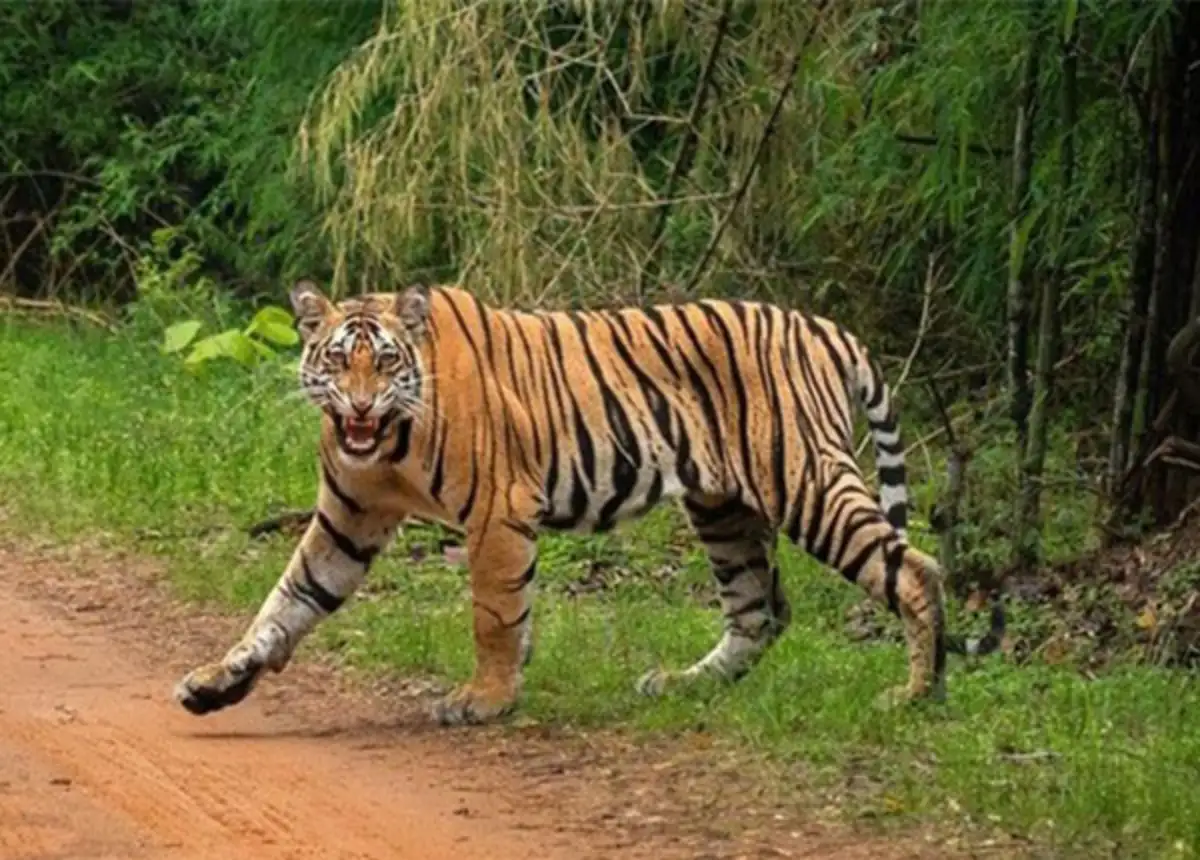 177 Tigers Died In India In 2023, Most In Maharashtra