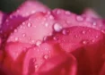 Beauty-Rose-Water-A-Fragrant-Tool-For-The-Skin.webp