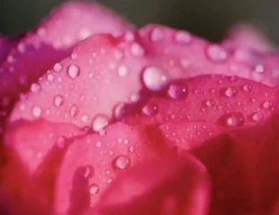 Beauty-Rose-Water-A-Fragrant-Tool-For-The-Skin.webp