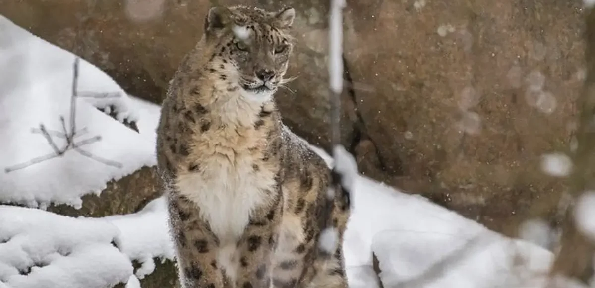 First Ever Survey Shows India Home To 718 Snow Leopards