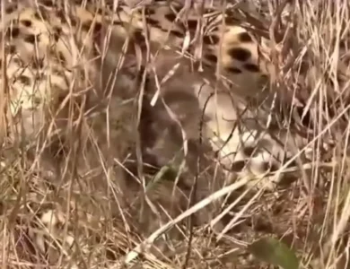 Hope For Success: Cheetah Delivers 3 Three Cubs Again