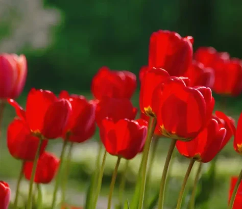 Lucknow-Has-Tulips-Blooming-In-Winter-–-A-World-First.webp