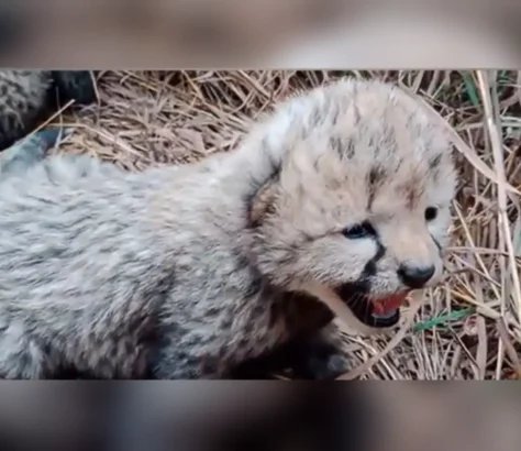 Purrs in The Wild: Namibian Cheetah In India Gives Birth