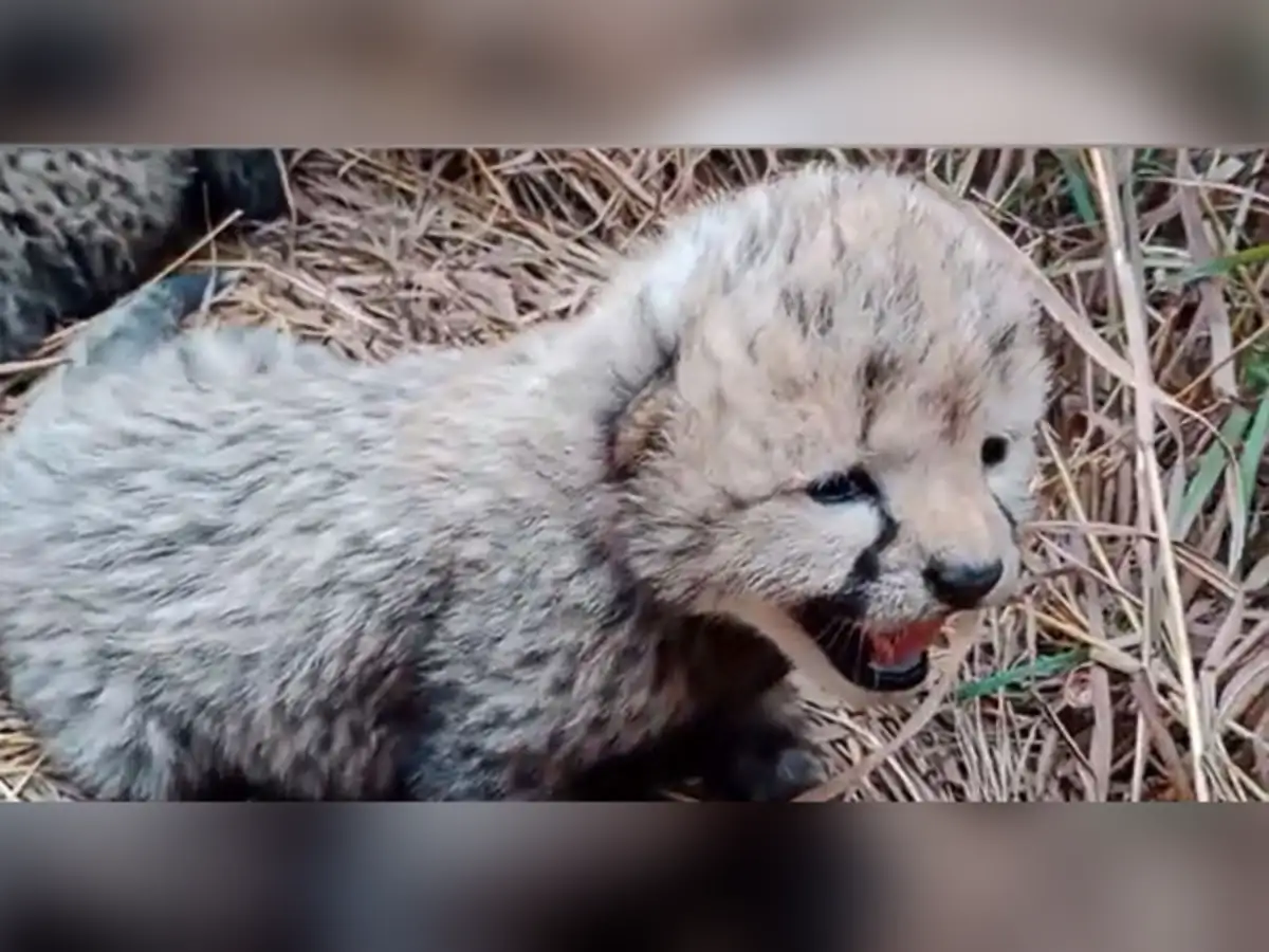 Purrs in The Wild: Namibian Cheetah In India Gives Birth