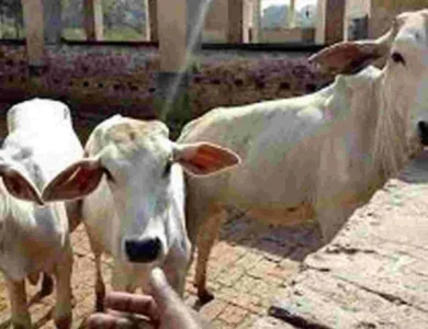 Conservation Centre For Gangatiri Cows Being Set Up
