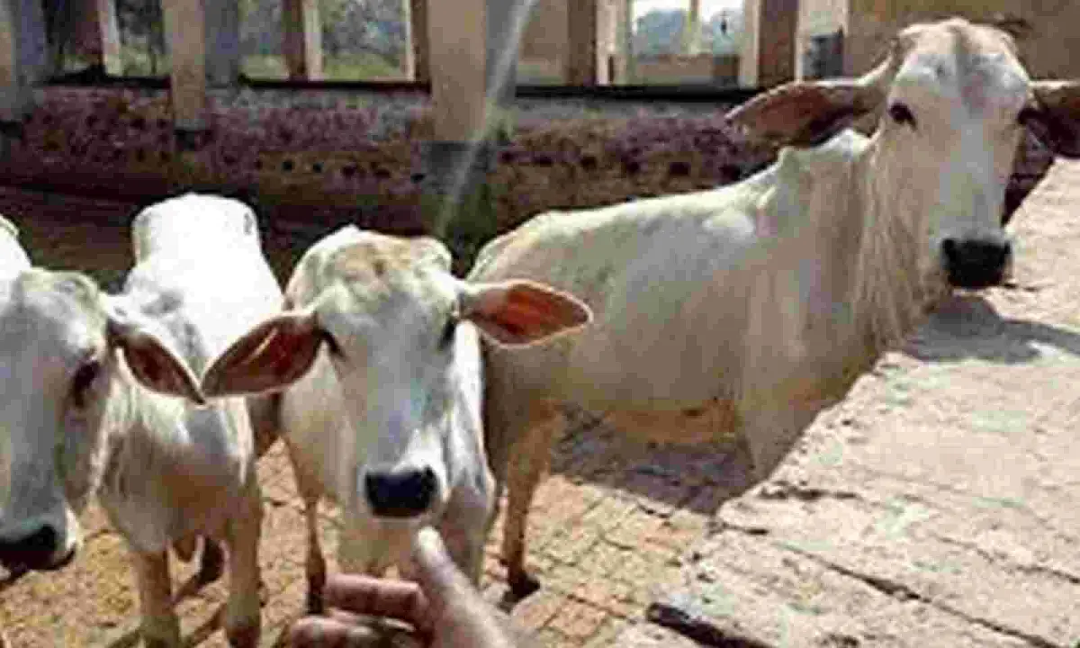 Conservation Centre For Gangatiri Cows Being Set Up