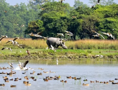 Landmark-UN-Report-Reveals-Shocking-State-Of-Wildlife.webp