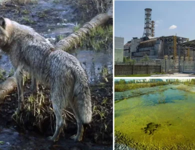 Mutant Chernobyl Wolves Develop Anti-Cancer Abilities