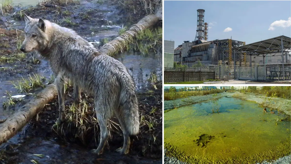 Mutant Chernobyl Wolves Develop Anti-Cancer Abilities
