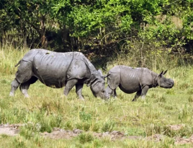 Pollen From Kaziranga National Park To Decode Climate Change