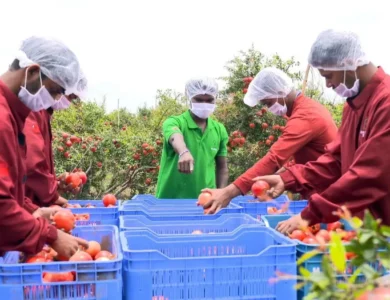 India Makes First Commercial Shipment Of Pomegranates To US
