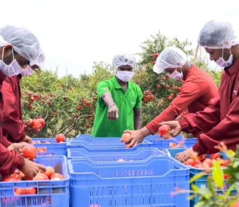 India Makes First Commercial Shipment Of Pomegranates To US