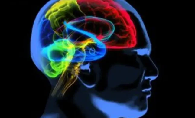 Polyglot's Brain Works Differently With Native Language: MIT Study