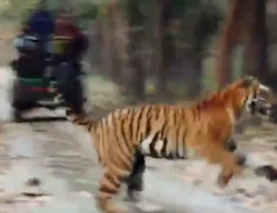 Clip-Showing-Sloth-Bear-Chased-By-Tiger-Thrills-Netizens.webp