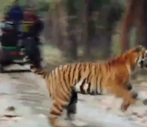 Clip-Showing-Sloth-Bear-Chased-By-Tiger-Thrills-Netizens.webp