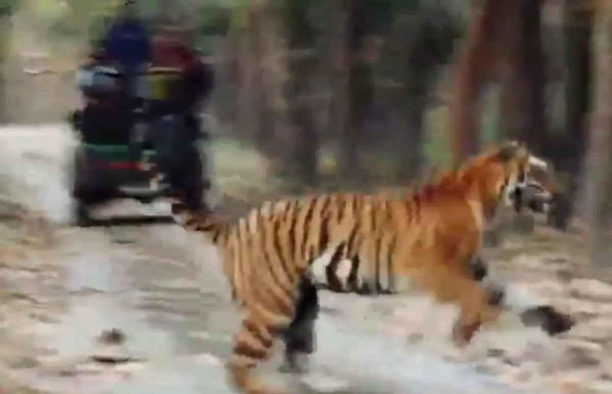 Clip-Showing-Sloth-Bear-Chased-By-Tiger-Thrills-Netizens.webp