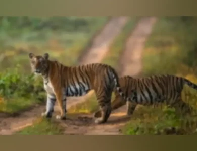Tourists-Warned-Against-Speeding-In-Tiger-Reserve-Area.webp