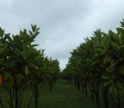 Air Pollution Threatens Ecosystem Of Sundarbans