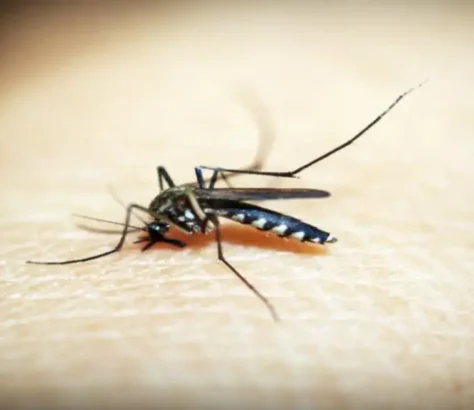 Climate Change Impacts Malaria Transmission