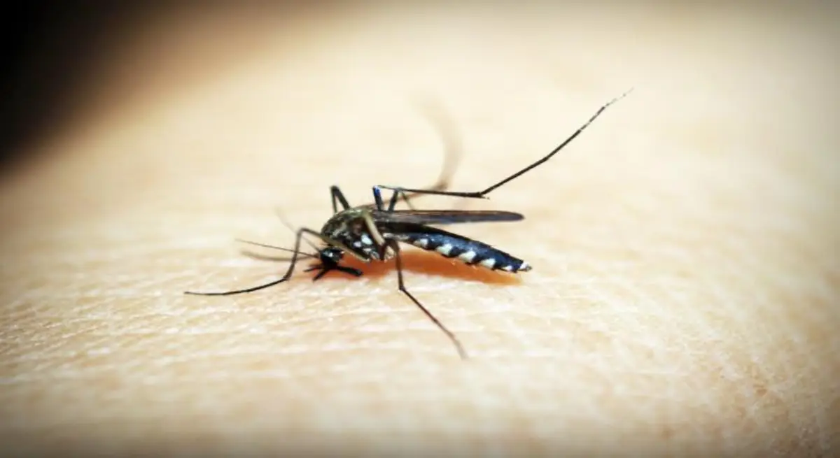 Climate Change Impacts Malaria Transmission
