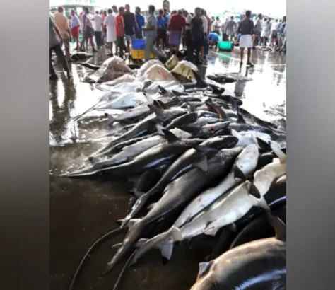 India-And-Oman-To-Study-Sharks-In-Arabian-Sea.webp