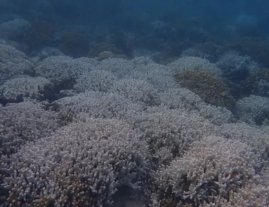 Intense Coral Bleaching In Lakshadweep