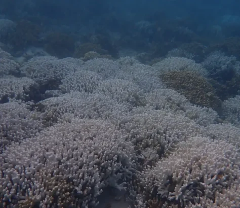 Intense Coral Bleaching In Lakshadweep