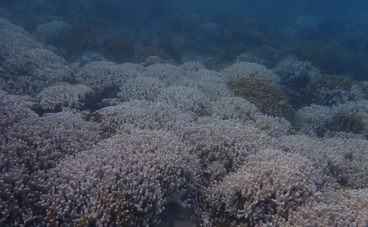 Intense Coral Bleaching In Lakshadweep