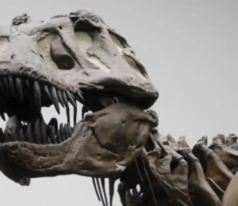 TRex Not As Intelligent As Monkeys, Says Study