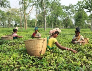 Excessive Heat Affecting Bengal, Assam Tea Harvest
