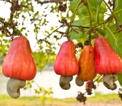 Goa Struggling To Give Genuine Cashew Nuts To Tourists