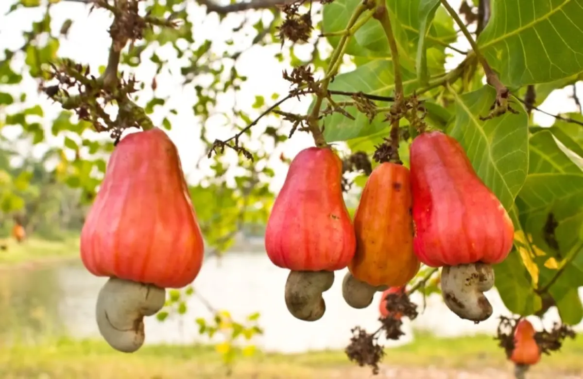 Goa Struggling To Give Genuine Cashew Nuts To Tourists