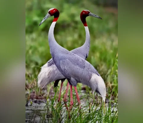 Good News: Sarus Crane Population Increasing In India
