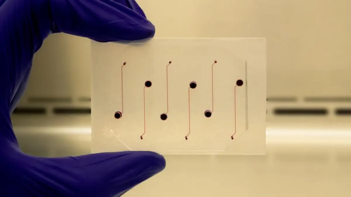 TX Researcher Developing Vessel Chip For Drug Testing