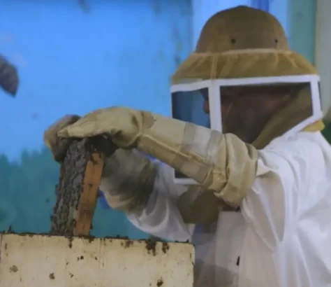 Honeybee-Decline-Linked-To-Unbalanced-Diets.webp
